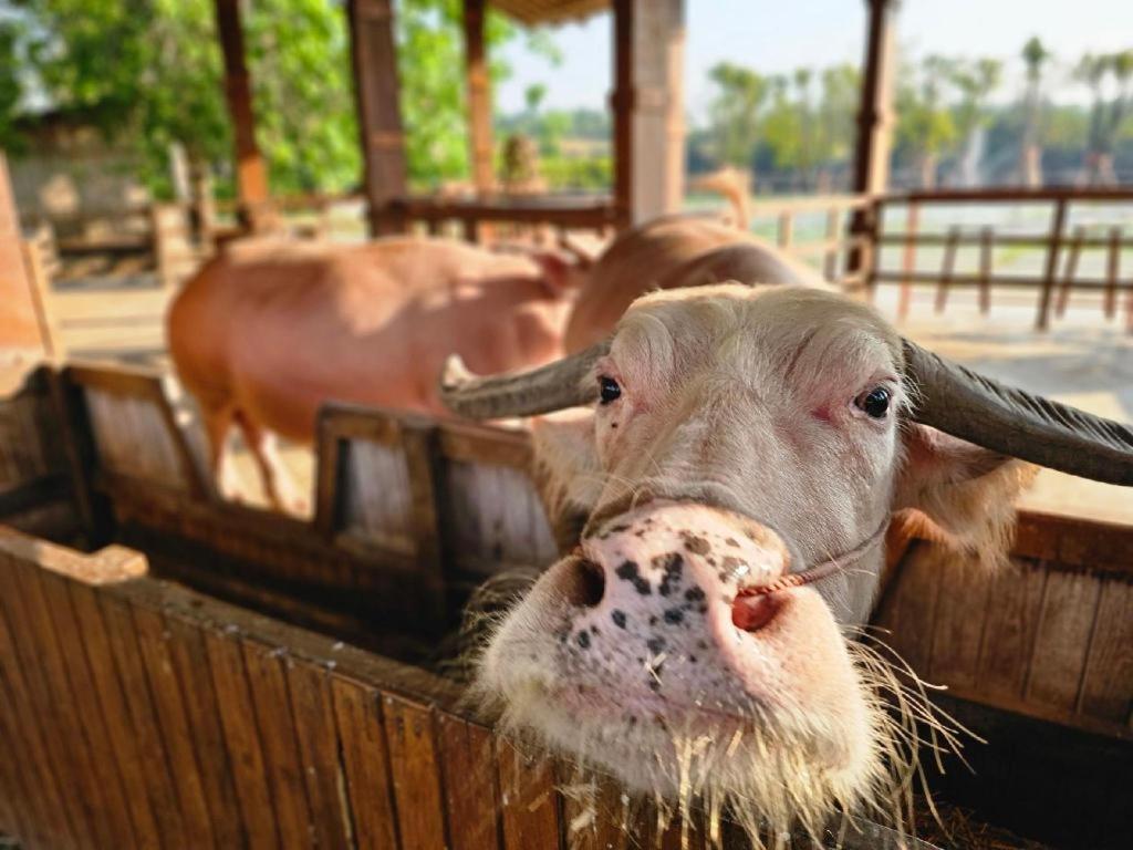 더 버팔로 암파와  Samut Songkhram 외부 사진